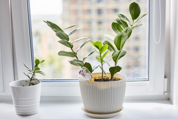 indoor plants help keep the house cool